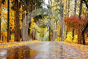 Autumn landscape in the forest with old road