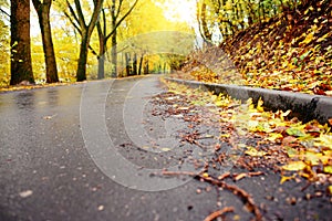 Autumn landscape in the forest with old road