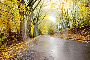 Autumn landscape in the forest with old road