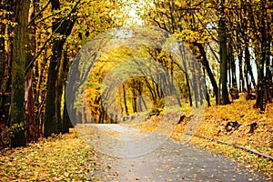 Autumn landscape in the forest with old road