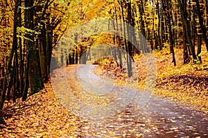 Autumn landscape in the forest with old road