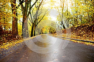 Autumn landscape in the forest with old road