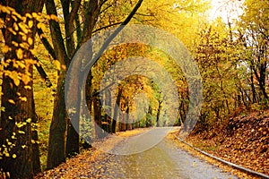 Autumn landscape in the forest with old road