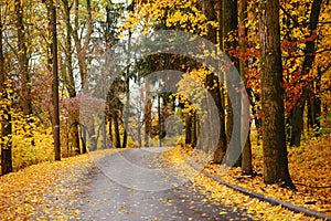 Autumn landscape in the forest with old road