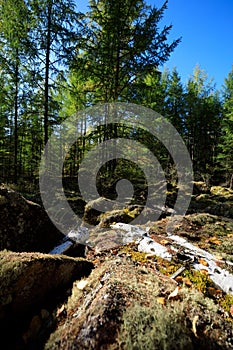 Autumn landscape with forest under sky