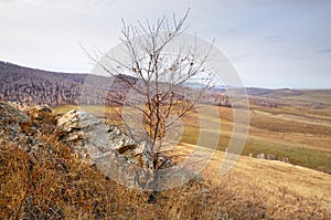 Autumn landscape with gentle hills covered with yellow autumn grass and bare autumn trees