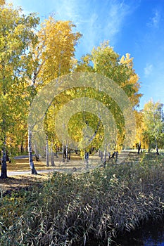 Autumn landscape: gold birchs in the park