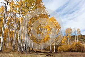 Autumn landscape with golden aspen trees