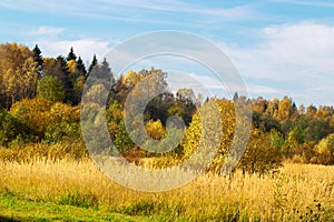 Autumn landscape. Golden autumn in the forest. Yellow orange trees on the field in September. The Russian expanse