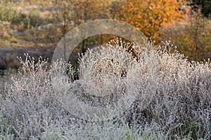 Autumn landscape with grass in hoarfrost