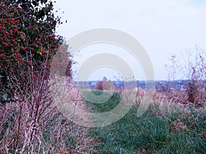 Autumn landscape with grass, trees and rose hips, red rose hips, dry weeds
