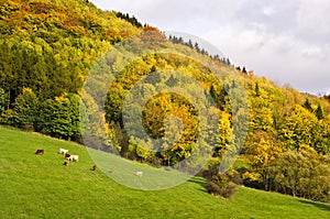 Autumn landscape with grazing cattle