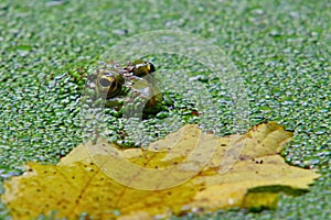 Autumn landscape. Green frog in algae and colored leaf