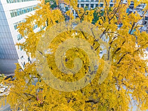 Autumn landscape of Hanyang tree park in Wuhan, Hubei