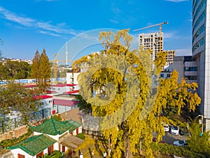 Autumn landscape of Hanyang tree park in Wuhan, Hubei