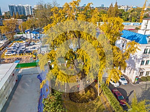 Autumn landscape of Hanyang tree park in Wuhan, Hubei