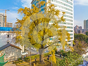 Autumn landscape of Hanyang tree park in Wuhan, Hubei