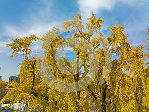 Autumn landscape of Hanyang tree park in Wuhan, Hubei