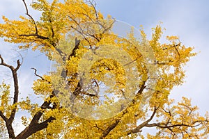 Autumn landscape of Hanyang tree park in Wuhan, Hubei