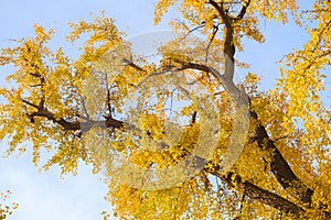 Autumn landscape of Hanyang tree park in Wuhan, Hubei