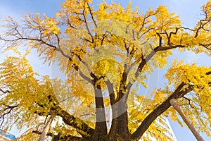 Autumn landscape of Hanyang tree park in Wuhan, Hubei