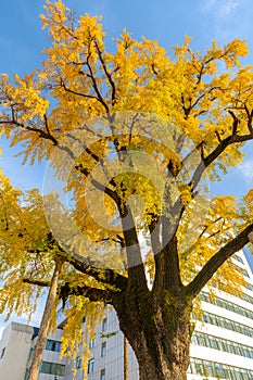 Autumn landscape of Hanyang tree park in Wuhan, Hubei