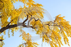 Autumn landscape of Hanyang tree park in Wuhan, Hubei