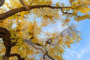 Autumn landscape of Hanyang tree park in Wuhan, Hubei