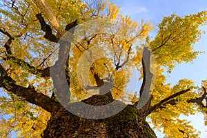 Autumn landscape of Hanyang tree park in Wuhan, Hubei