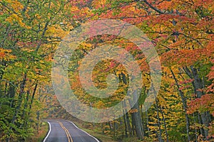 Autumn Landscape of Highway Framed by Trees