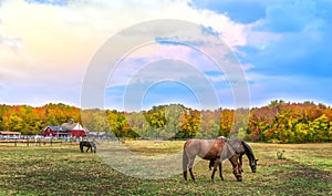 Autumn landscape of horses grazing on a Maryland farm wth Fall c