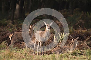 Autumn landscape image of red deer cervus elaphus in forest wood
