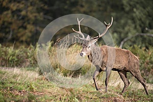 Autumn landscape image of red deer cervus elaphus in forest wood