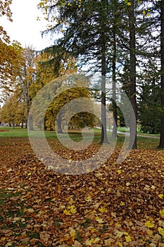 Autumn landscape in Kadriorg park. Golden brown dry leaves, foliage on the ground. Spruce trees on the back. Tallinn