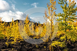 Autumn landscape in Kamchatka, Russia. Yellow and green trees against the background of mountains covered with clouds.