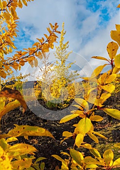 Autumn landscape in Kamchatka, Russia. Yellow and green trees against the background of mountains covered with clouds.