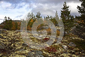 Autumn Landscape. Kola Peninsula, Russia