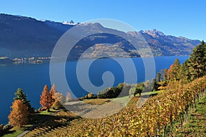 Autumn landscape at lake Walensee, Switzerland. Vineyard in Wale