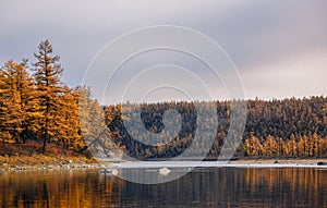 Autumn landscape with larch taiga on the banks of the Siberian river
