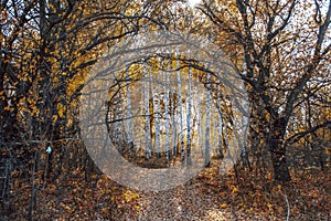 Autumn landscape large old dried trees with gnarled branches against the background of a birch grove