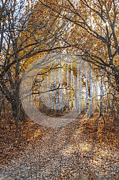 Autumn landscape large old dried trees with gnarled branches against the background of a birch grove