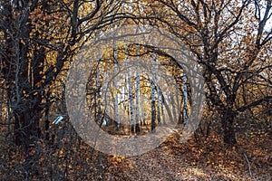 Autumn landscape large old dried trees with gnarled branches against the background of a birch grove