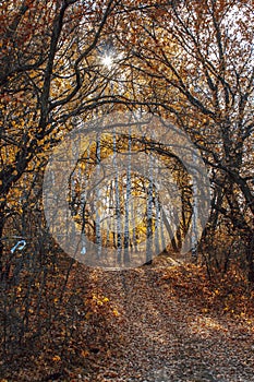 Autumn landscape large old dried trees with gnarled branches against the background of a birch grove