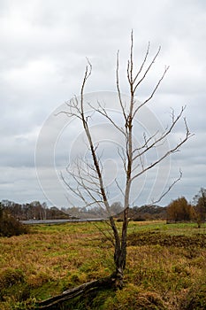 Autumn landscape with a leafless tree in a marshy meadow