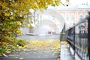 Autumn landscape. The leaves fly from the trees in the city. Aut