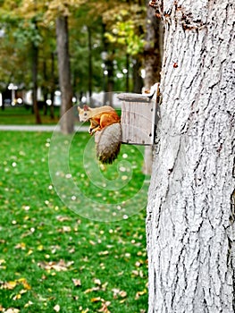 Autumn landscape with little squirrel on a tree on a bright background