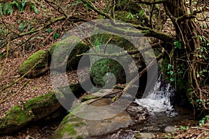 Autumn landscape of little waterfall, tree and stones in green moss