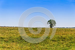 Autumn landscape. A lone bush in a meadow in the yellowing grass. Beautiful blue sky over the forest. Nature