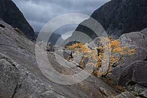 Autumn landscape, lonely yellow tree in the foggy harsh mountains