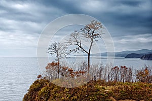 Autumn landscape. lonely yellow trees on a cape on a background of the sea. Cloudy gray stormy sky